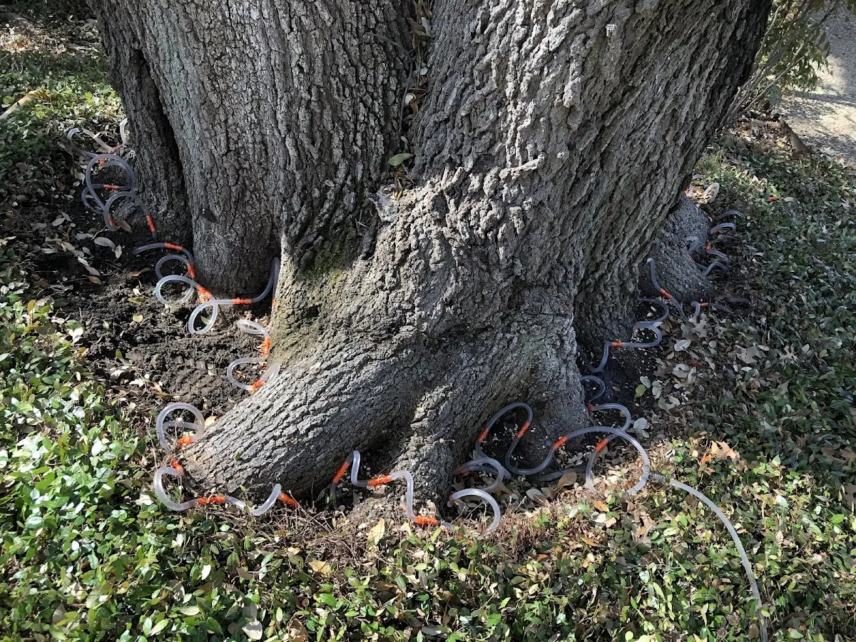 Detailed Tree Cabling and Bracing job site in Wilder
