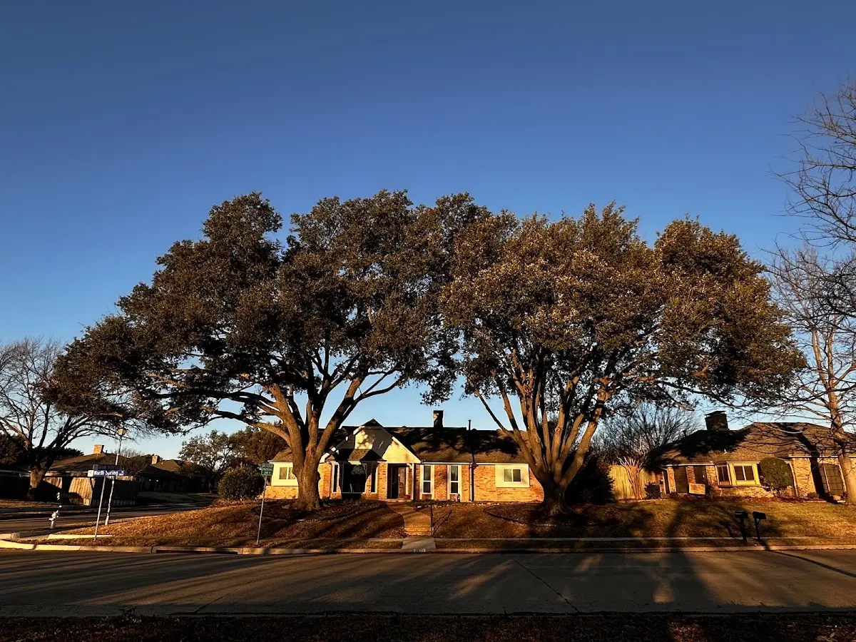 Established residential canopy tree shading a home in Wilder